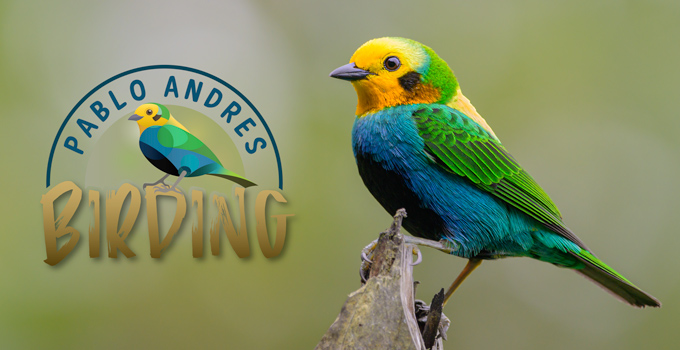 Pablo Andrés Birding - Multicolored Tanager - Welcome